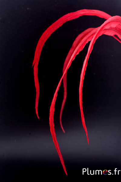 Coq fouet - 50-60 cm - rouge